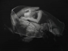 Galerie: Silk / Phototgramme 2012